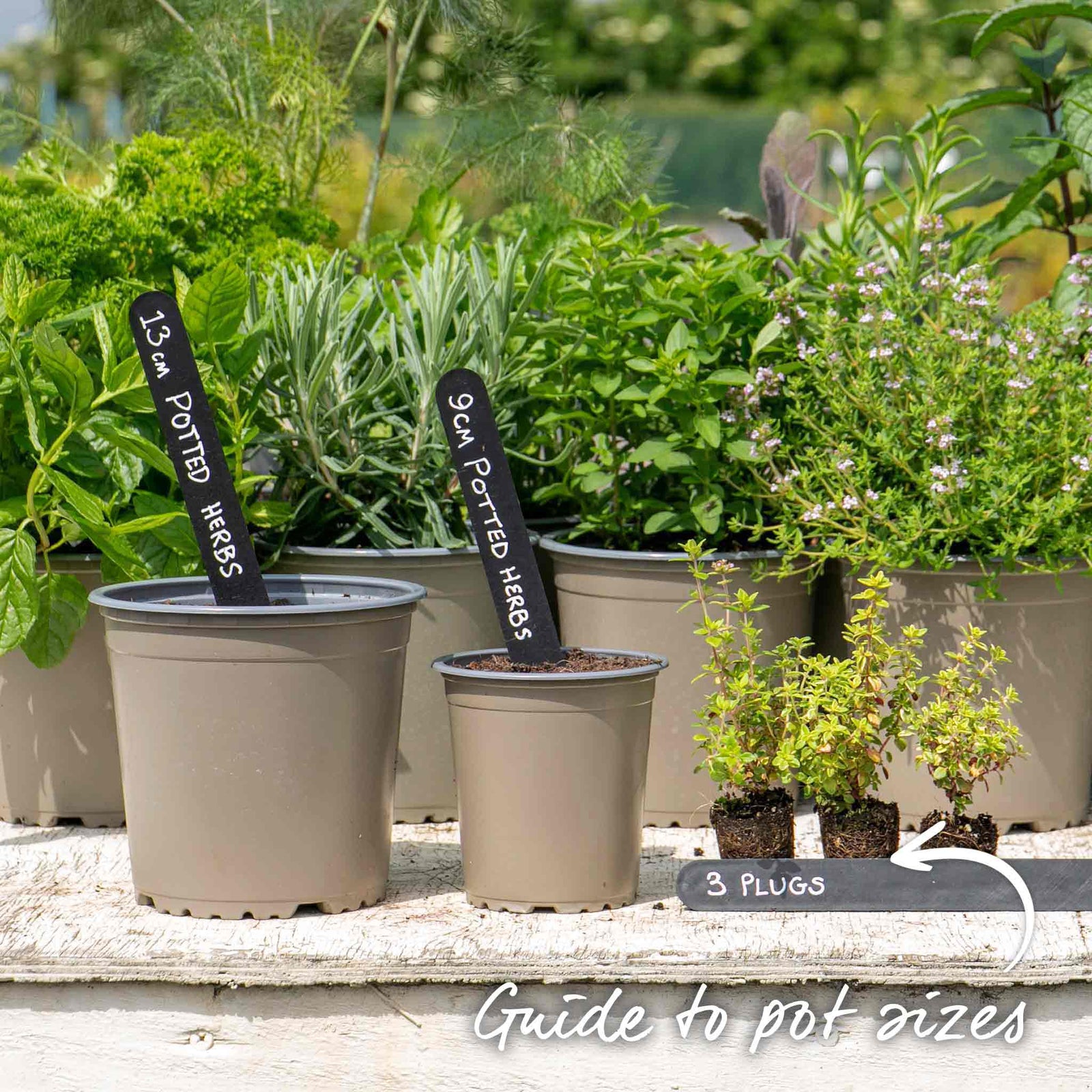 Thyme 'archers Gold' - Lemon-scented Golden Foliage Hardy Perennial | 1 x 1L | Multi