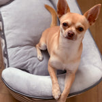 Dog Sofa Pet Couch For Xs Dogs W/ Removable Sponge Padded Cushion - Grey