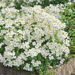 Arabis Alpina 'alabaster' Hardy Alpine Perennial | 1 x 9cm