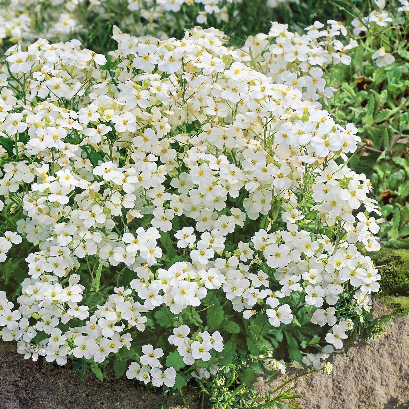 Arabis Alpina 'alabaster' Hardy Alpine Perennial | 1 x 9cm
