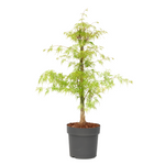 Japanese Maple - Acer Palmatum 'Emerald Lace' - Height 60-70cm - ⌀19cm | Set-of-1 | Green