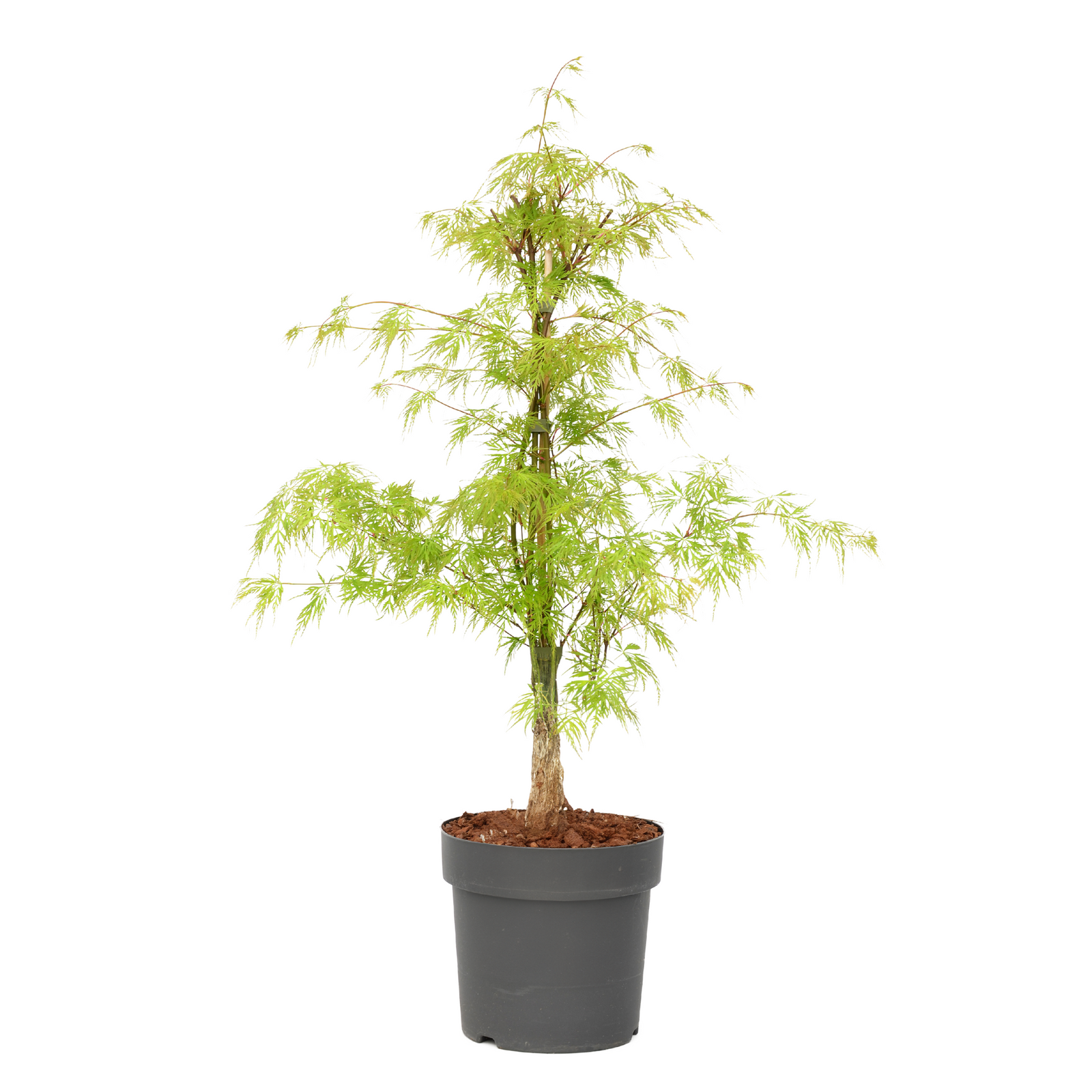 Japanese Maple - Acer Palmatum 'Emerald Lace' - Height 60-70cm - ⌀19cm | Set-of-1 | Green