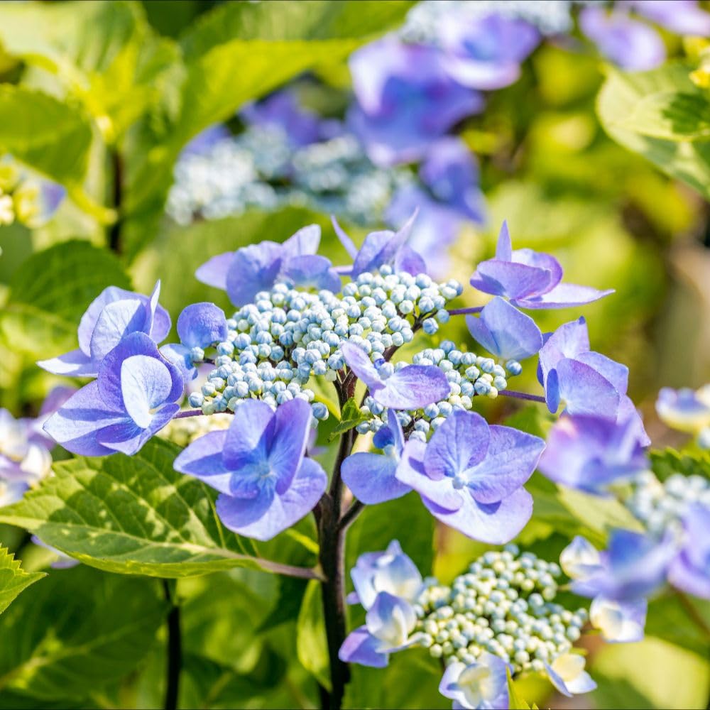 Thompson & Morgan Hydrangea Macrophylla Zorro 9cm Potted Plant X 1