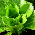 Lettuce 'cosmic' Compact Cos Cut-and-come-again Garden Ready Plants | 12 x Garden Ready Plugs | Green