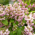 Deutzia 'raspberry Sundae' Compact Purple-tipped White Shrub | 1 x 9cm | White & Purple