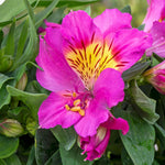Alstroemeria 'inticancha Sunstar' Perennial | 1 x 2L | Green & Pink