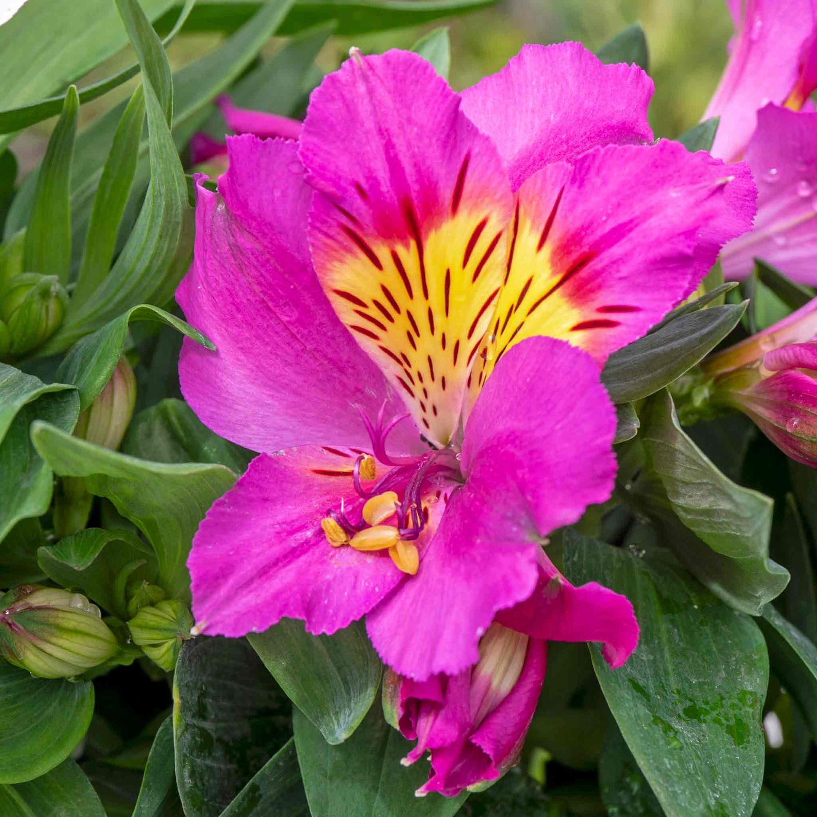 Alstroemeria 'inticancha Sunstar' Perennial | 1 x 2L | Green & Pink
