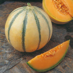 Melon 'alvaro' Rhs Award-winning Outdoor Cantaloupe Up To 500g | 6 x Plug Plants | Multi