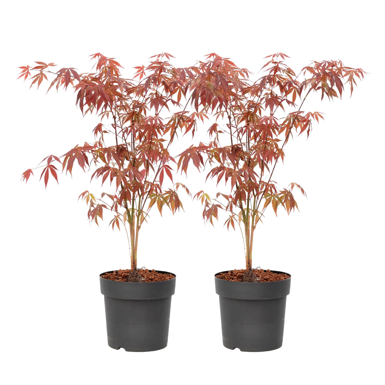 Japanese Maple - Acer Palmatum 'Atropurpureum' - Height 60-70cm - ⌀19cm | Set-of-2 | Red