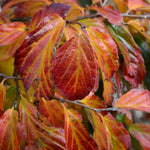 Parrotia Persica Vanessa Tree 6ft Tall Supplied In A 12 Litre Pot