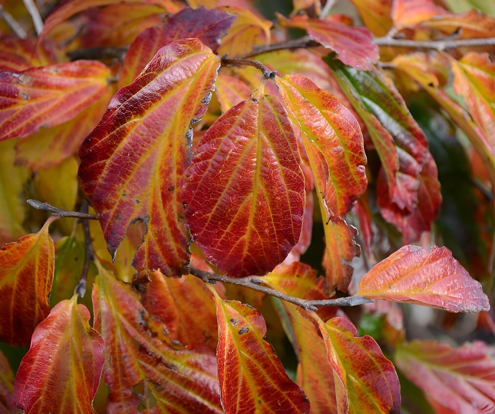Parrotia Persica Vanessa Tree 6ft Tall Supplied In A 12 Litre Pot