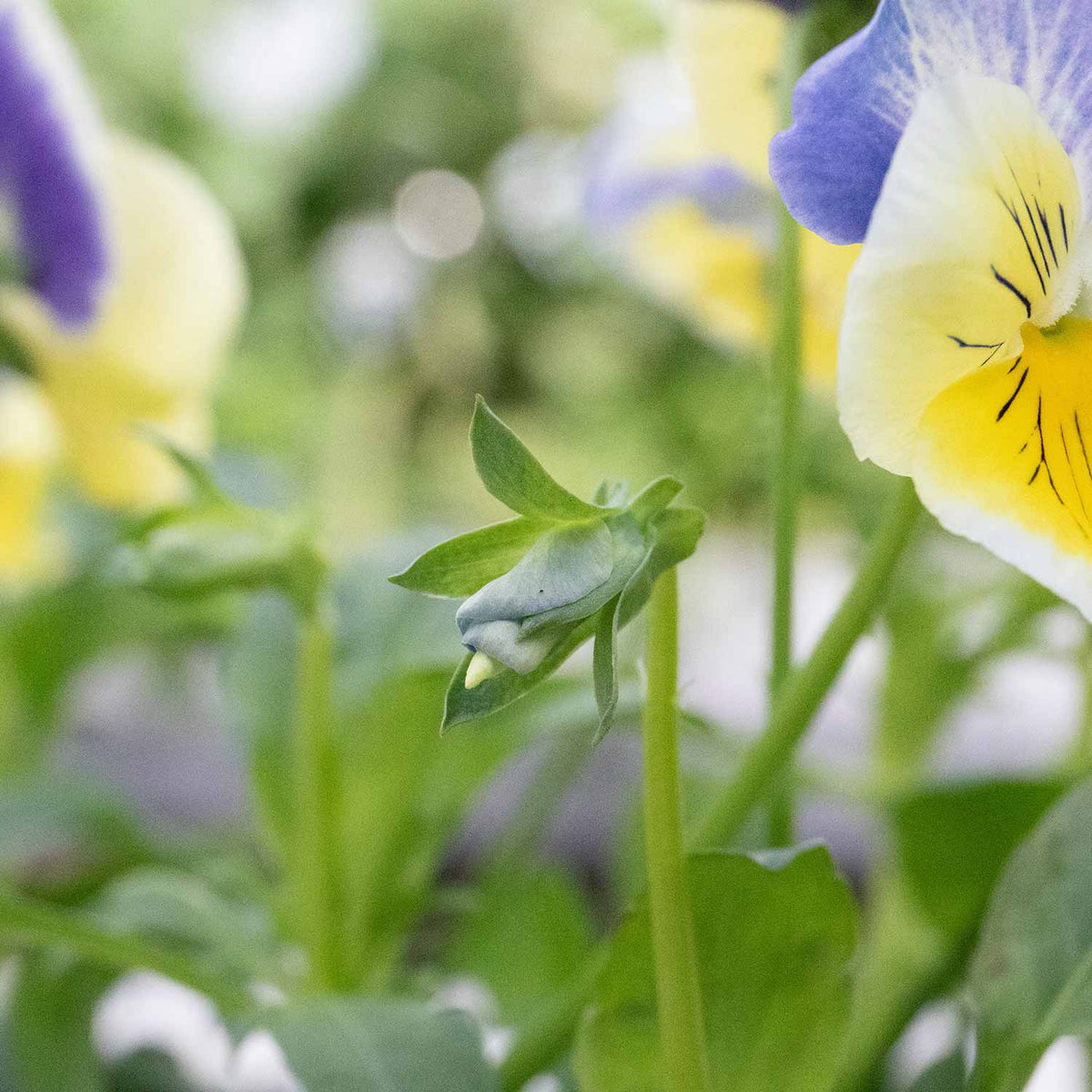 Pansy 'matrix Morpheus' - Garden Ready Plugs | Set of 12