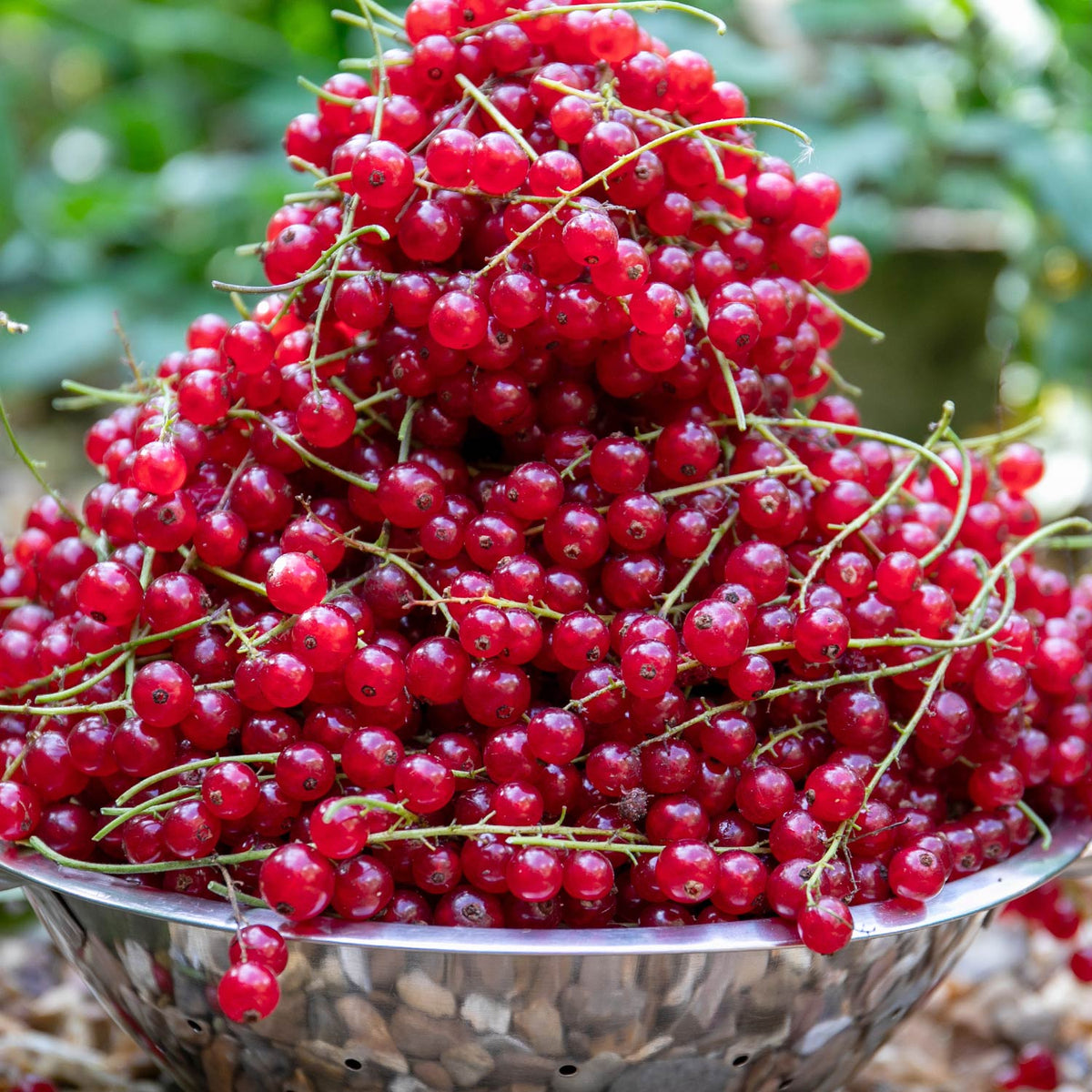 Redcurrant 'rovada' Bare-root Plant High Yield Pollinator-friendly Bare Root | Set of 3 | Red