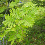 Mountain Ash 'joseph Rock' Bare Root Bare Root | 1 x Bare Root | Copper