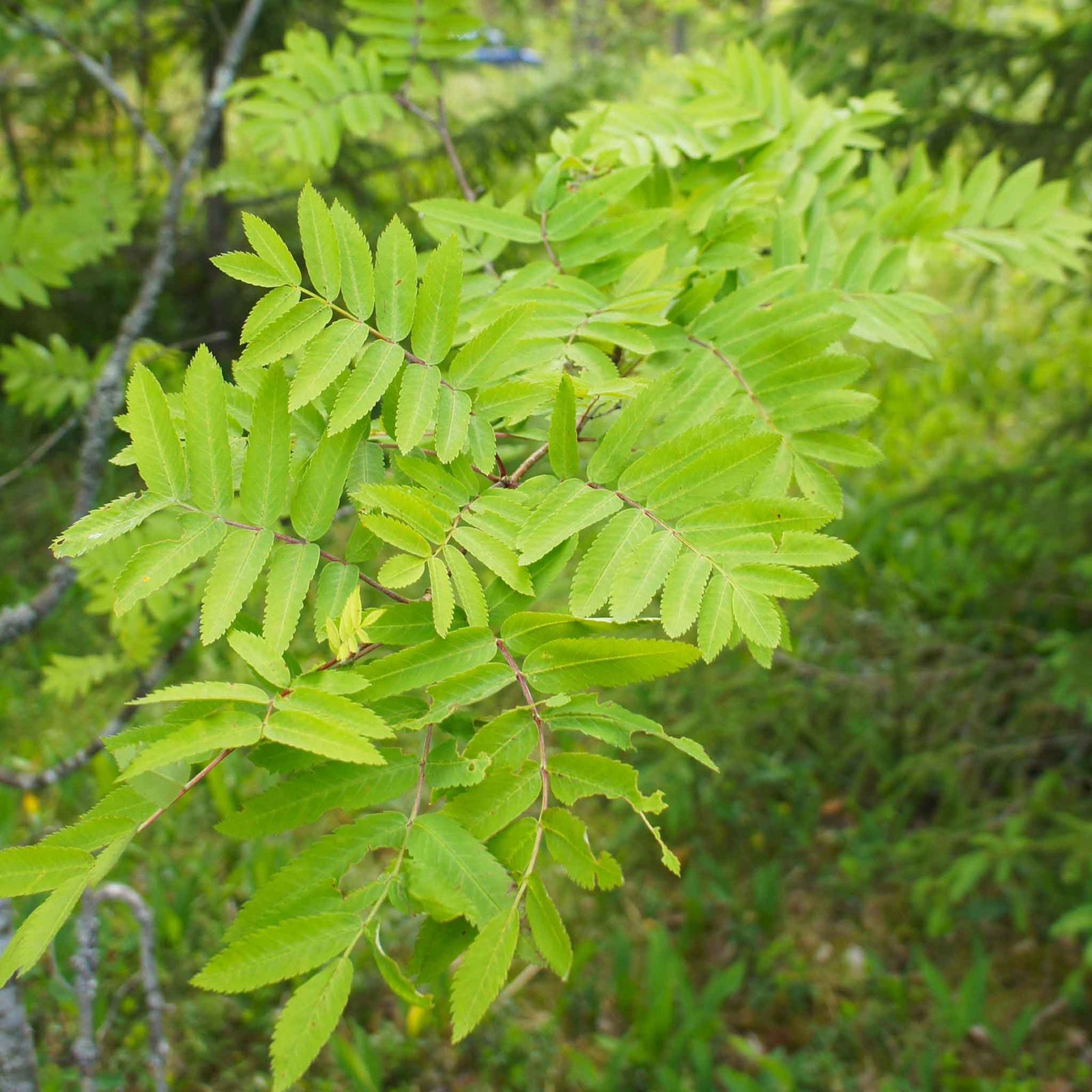 Mountain Ash 'joseph Rock' Bare Root Bare Root | 1 x Bare Root | Copper