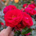Rose 'precious Ruby' (floribunda Rose) | 1 x Bare Root | Red