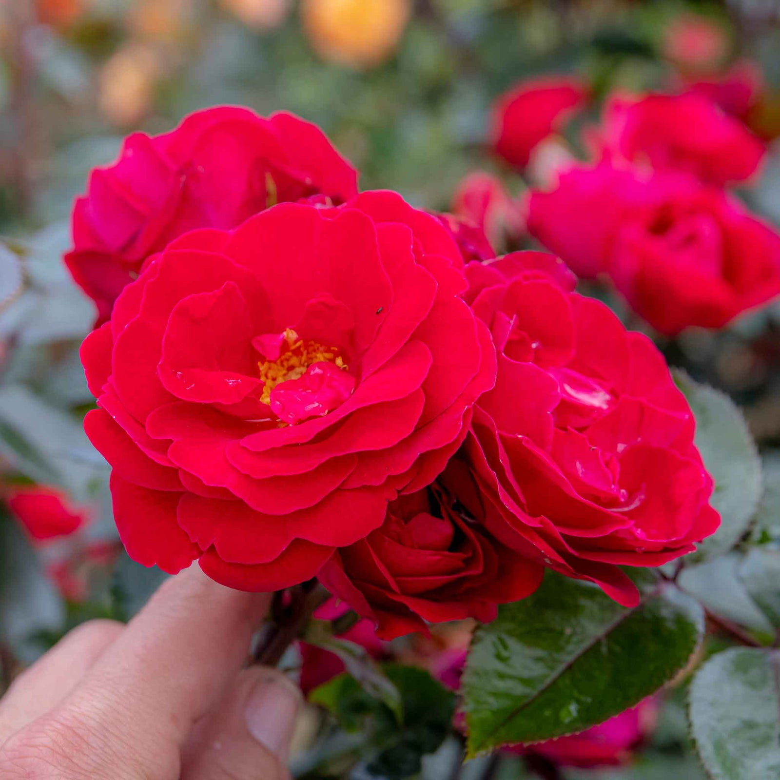 Rose 'precious Ruby' (floribunda Rose) | 1 x Bare Root | Red
