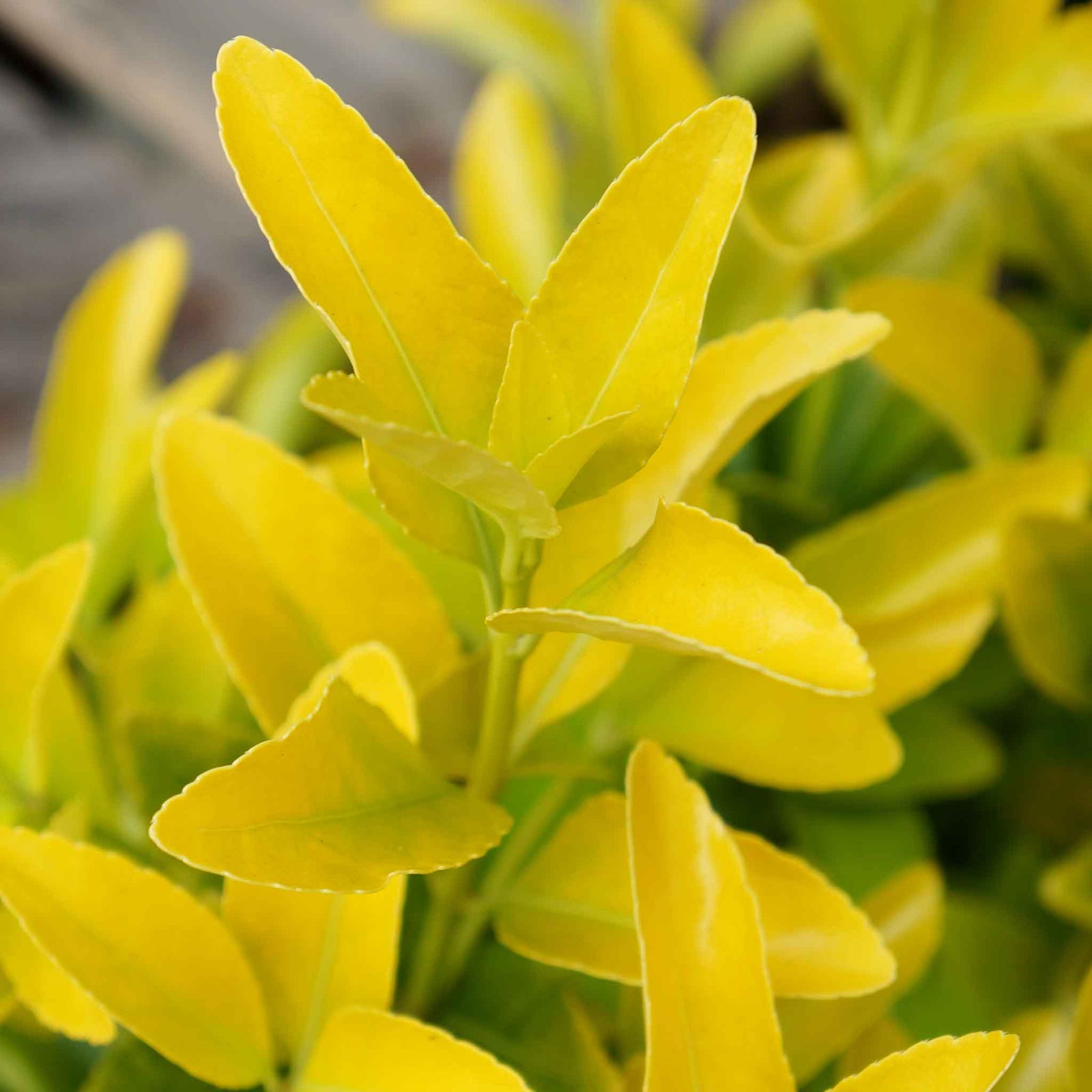 Euonymus Japonicus 'el Dorado' Compact 60cm Evergreen Shrub | 1 x 3L | Lime Green