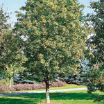 Mountain Ash 'joseph Rock' Bare Root Bare Root | 1 x Bare Root | Copper
