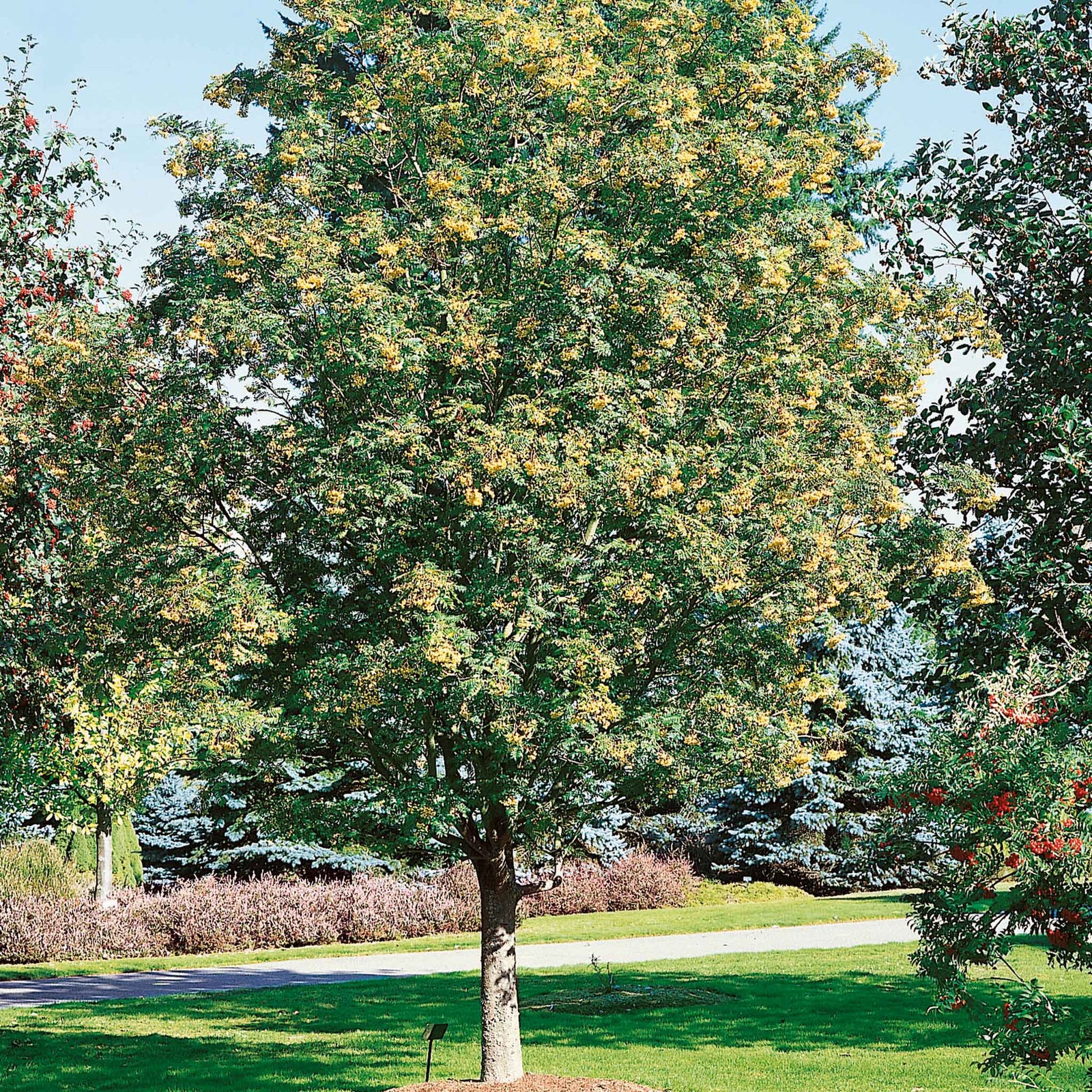 Mountain Ash 'joseph Rock' Bare Root Bare Root | 1 x Bare Root | Copper