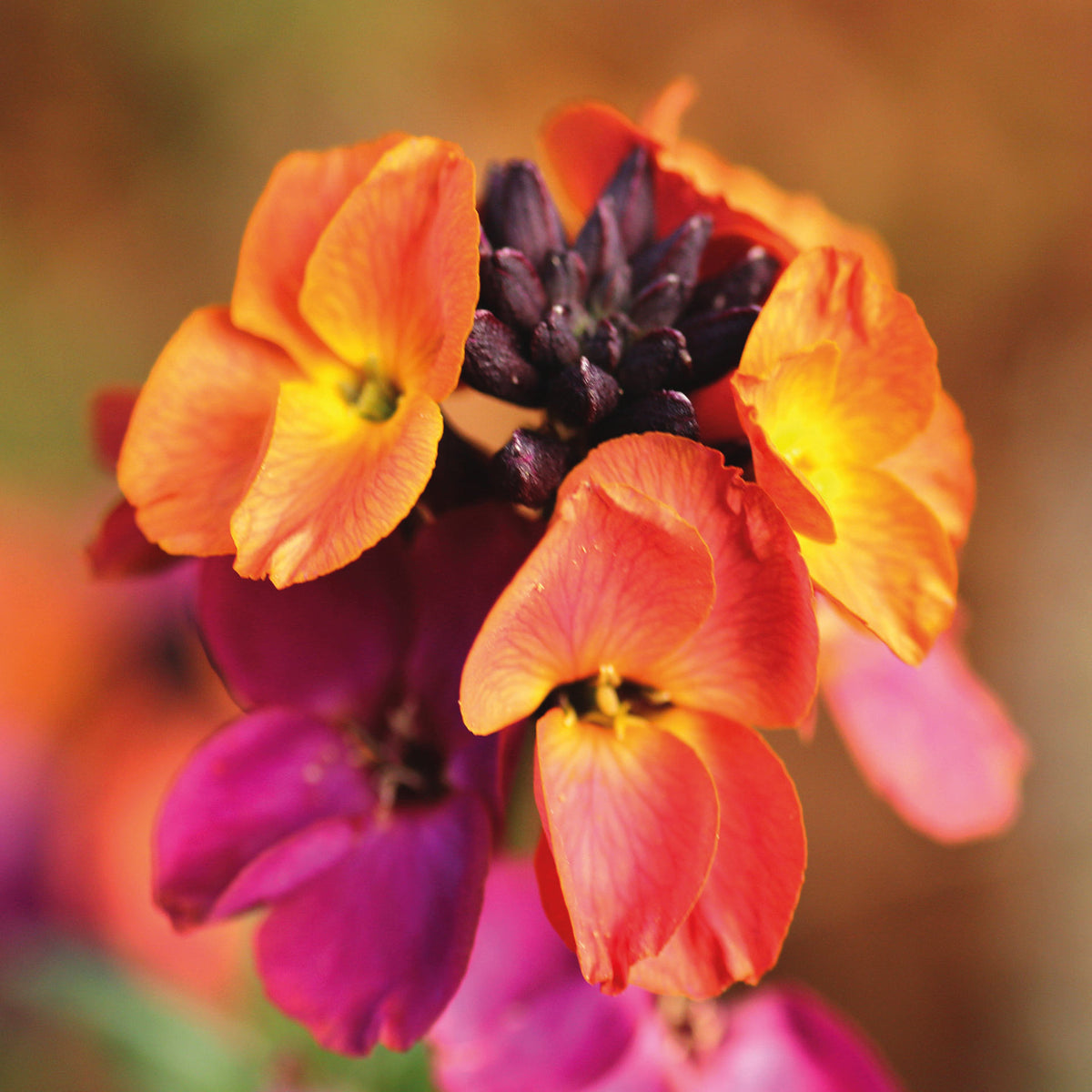 Hayloft Erysimum Collection - Plug Plants