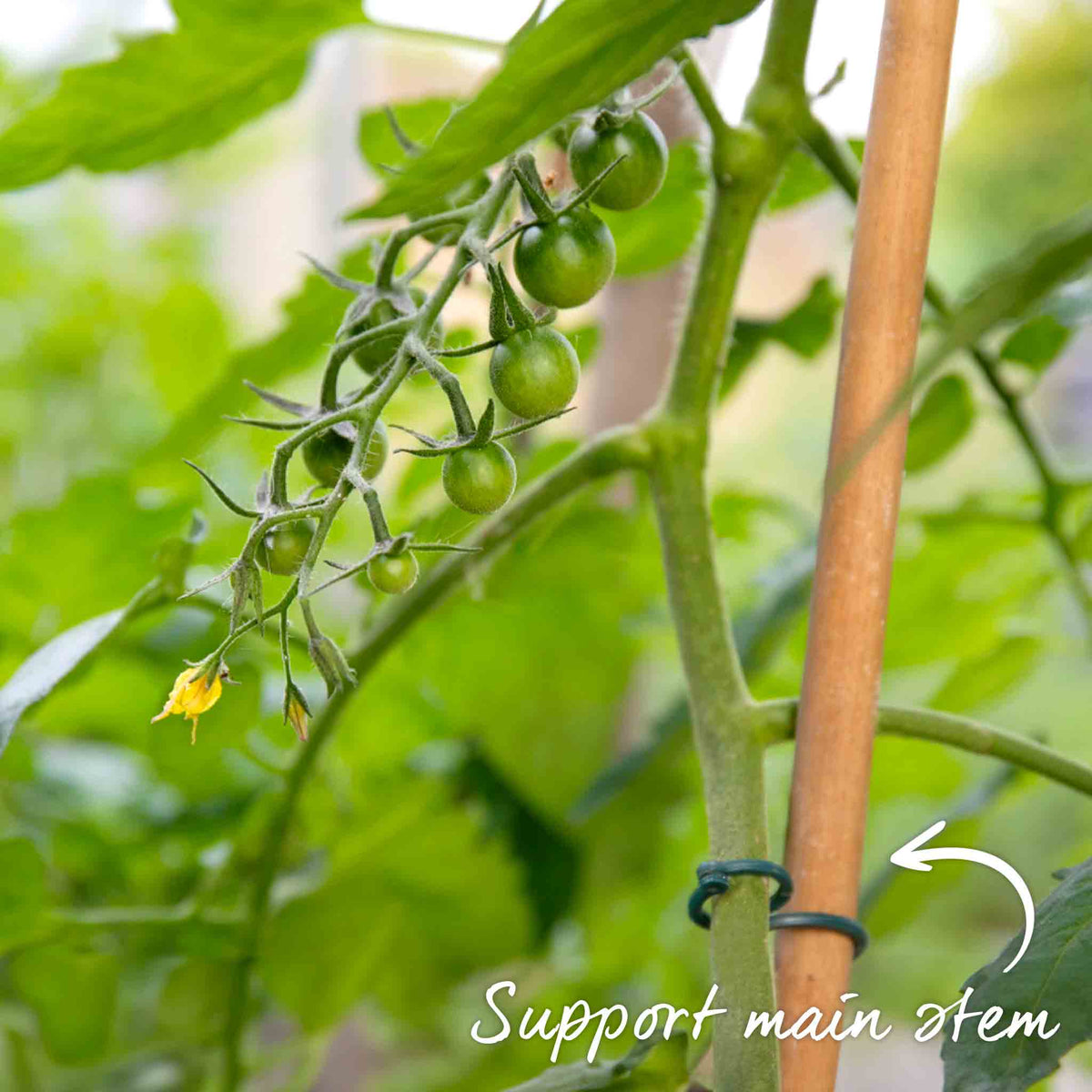 Black Moon Tomato Seeds | Set of 8