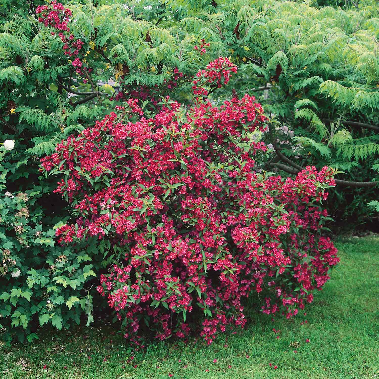 Weigela 'bristol Ruby' - Deep Ruby-red Deciduous Shrub, Pollinator Friendly | 1 x 7.5L | Pink