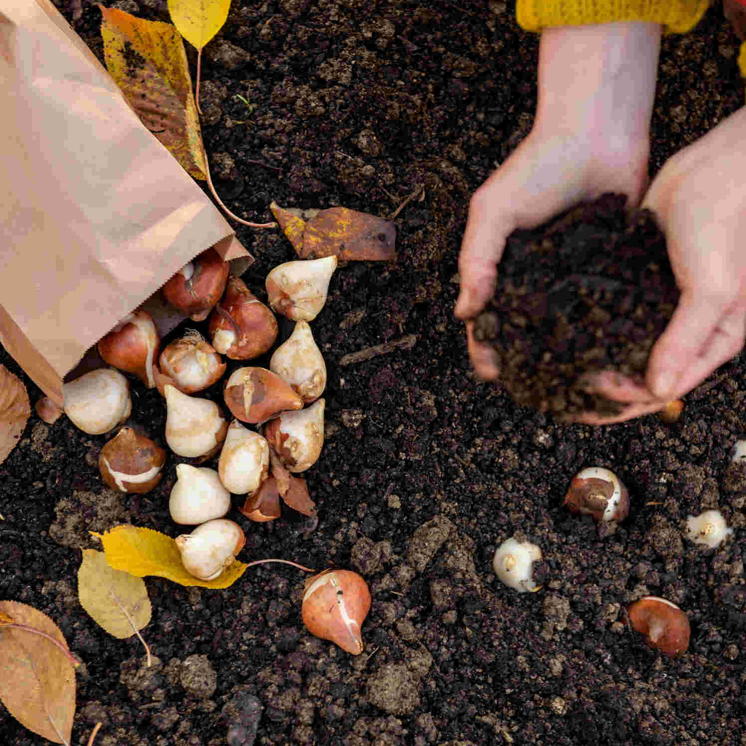 Sunshine Tulip Collection - 75 Bulbs