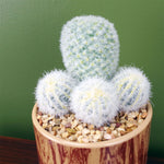 Artificial Cactus Plant Cacti In Ceramic Planter Botanik