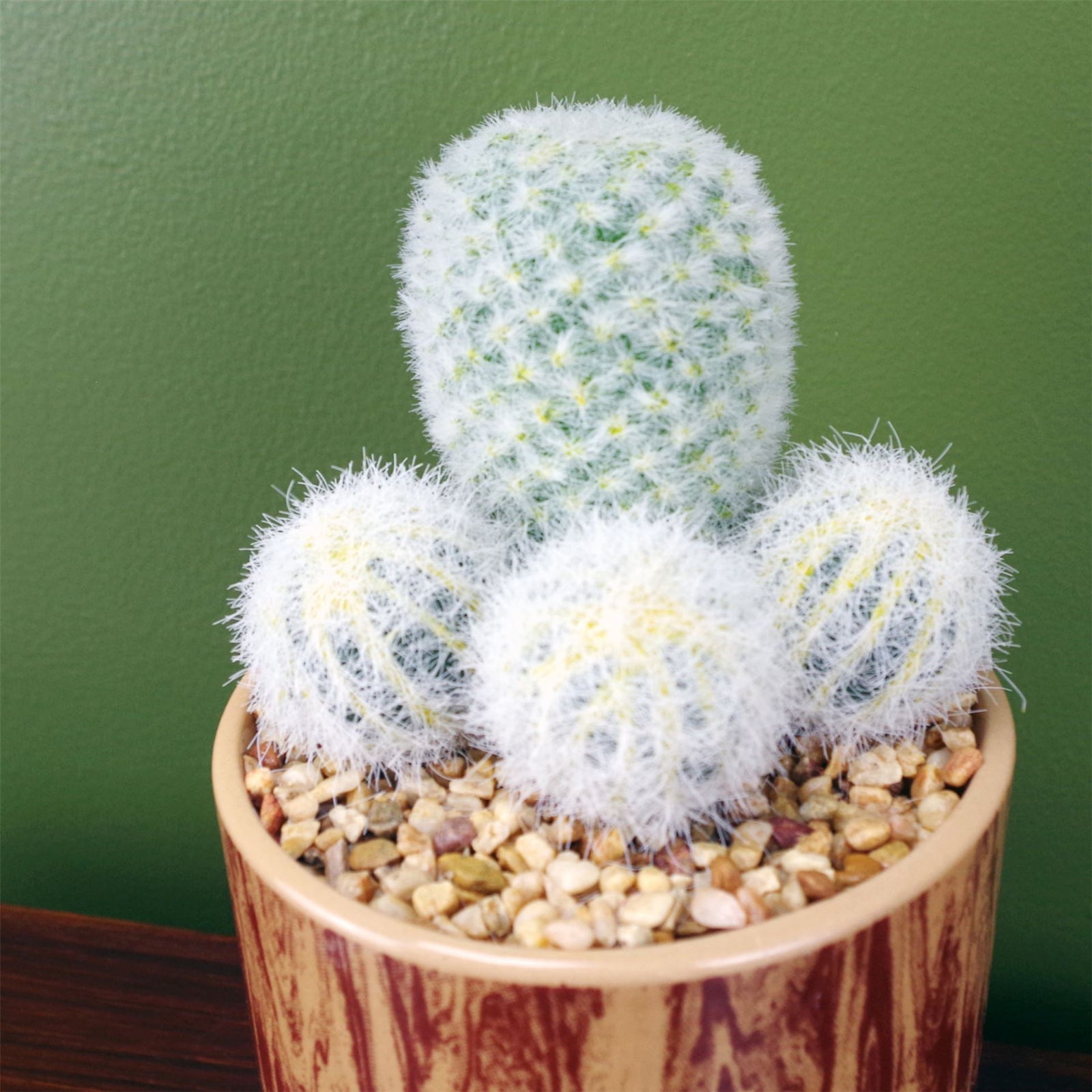 Artificial Cactus Plant Cacti In Ceramic Planter Botanik