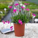 Dianthus 'kahori' By - Fragrant Pink Perennial 9cm | Set of 3