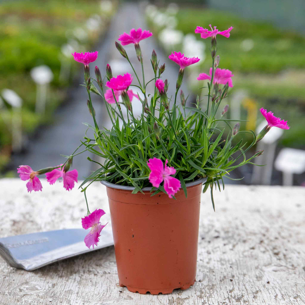 Dianthus 'kahori' By - Fragrant Pink Perennial 9cm | Set of 3