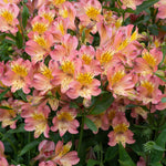 Alstroemeria 'summer Rose' - Soft Rose-pink, Long-flowering Hardy Perennial | 1 x Jumbo Plug Plants | Rose Pink