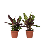 Rattlesnake Plant - 2 Pcs. - Goeppertia Insignis - Height 30-40cm - ⌀12cm | Set of 2 | Green
