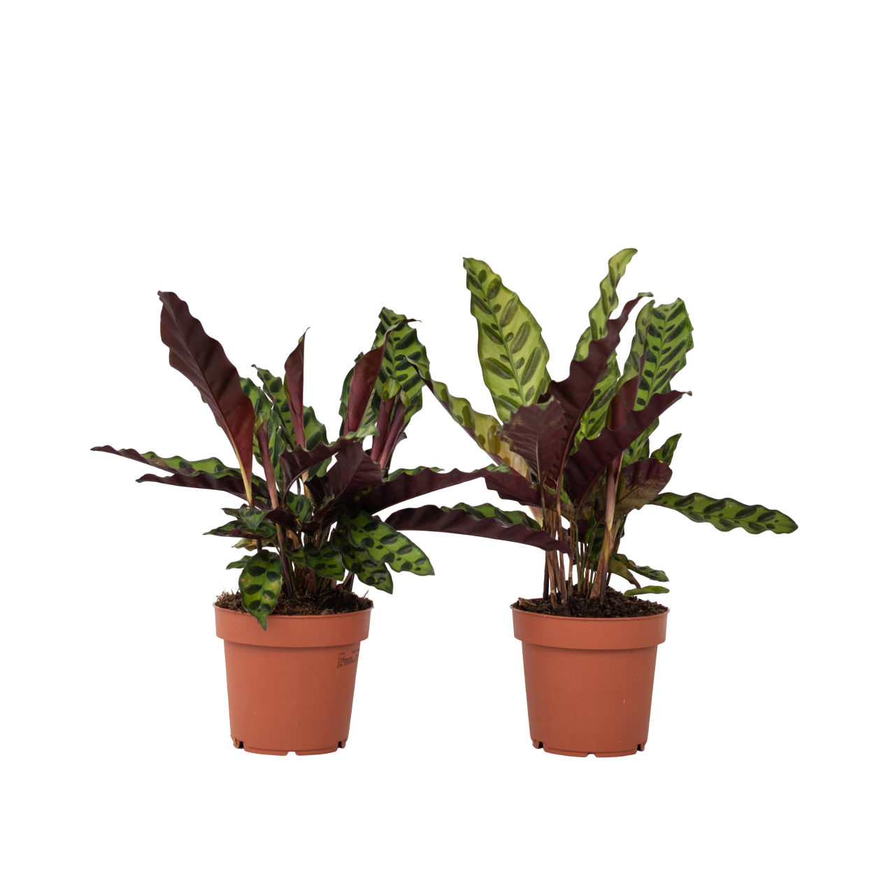 Rattlesnake Plant - 2 Pcs. - Goeppertia Insignis - Height 30-40cm - ⌀12cm | Set of 2 | Green