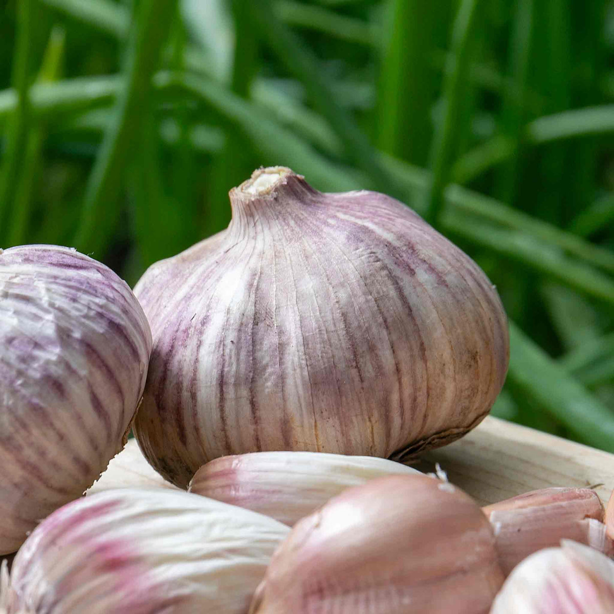 Autumn Planting Onions, Shallot & Garlic Trio Pack | Set of 1