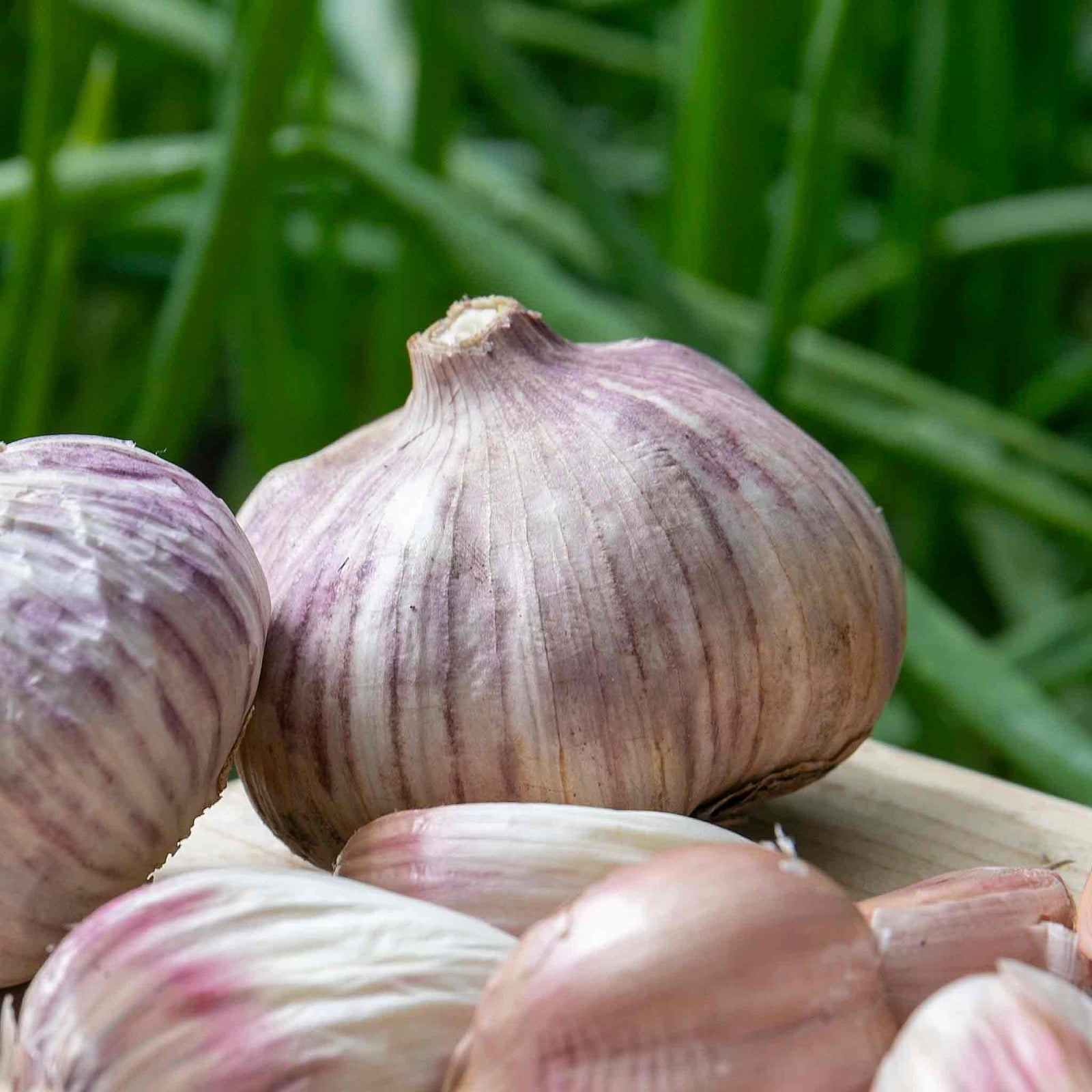 Autumn Planting Onions, Shallot & Garlic Trio Pack | Set-of-1