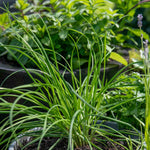 Garlic Chives (allium Tuberosum) - Plug Plants | 1L | White