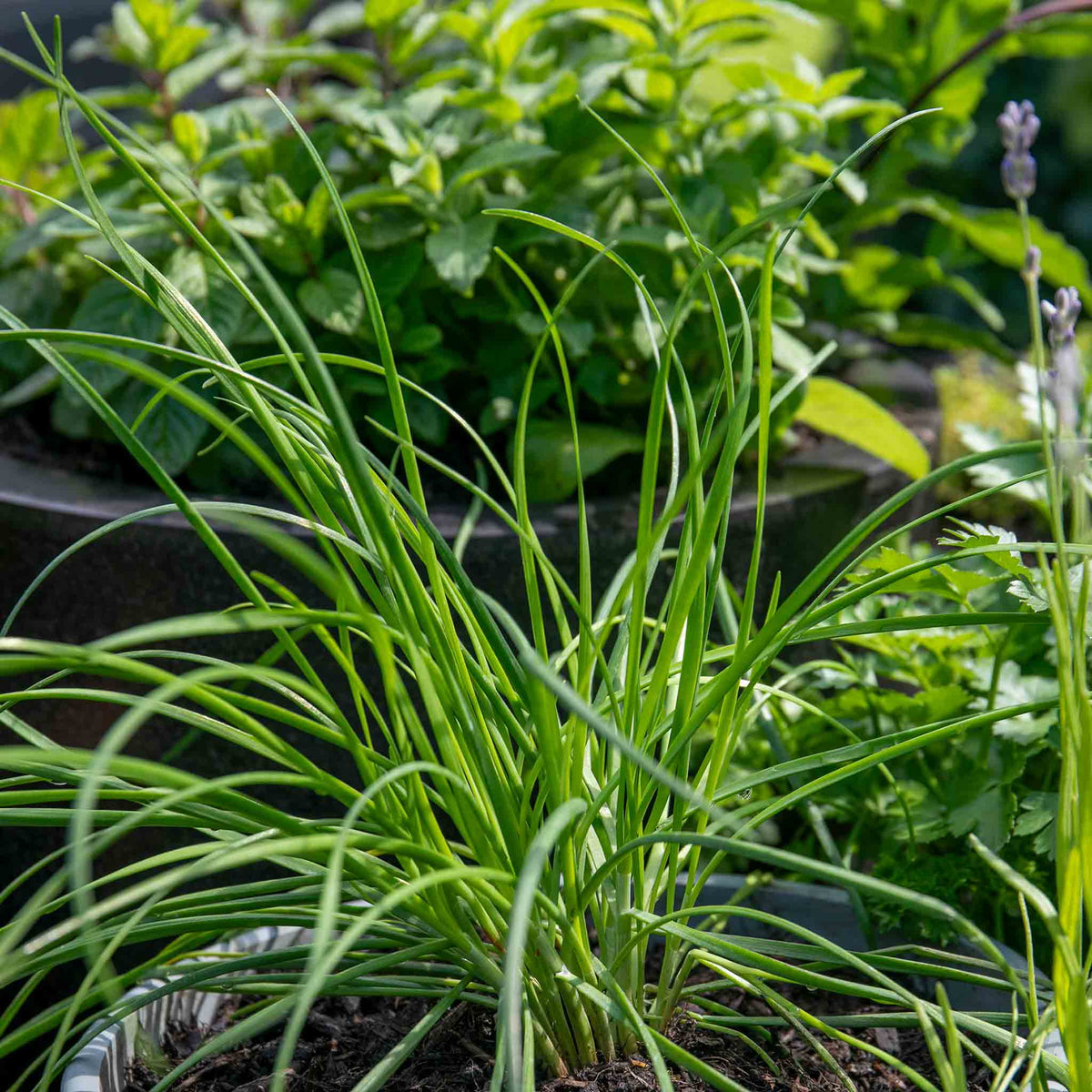 Garlic Chives (allium Tuberosum) - Plug Plants | 1L | White