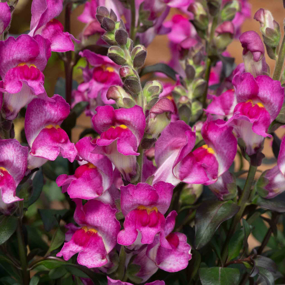Antirrhinum Collection — Snap In Snapdragons, 3 Varieties, 6 Or 12 Plug Plants | Set of 12 | Multi Colour