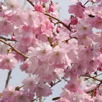 Prunus Accolade Fragrant Japanese Cherry Tree 6ft Tall Supplied In A 12 Litre Pot