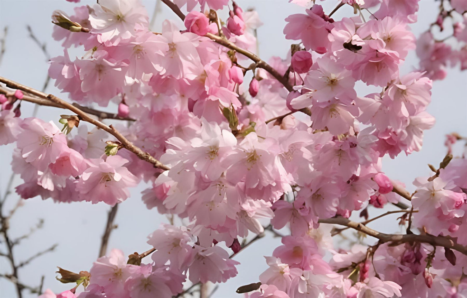 Prunus Accolade Fragrant Japanese Cherry Tree 6ft Tall Supplied In A 12 Litre Pot