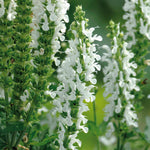 Salvia 'lyrical White' - Compact Hardy Perennial With Pure White Spikes | 3 Plug Plants