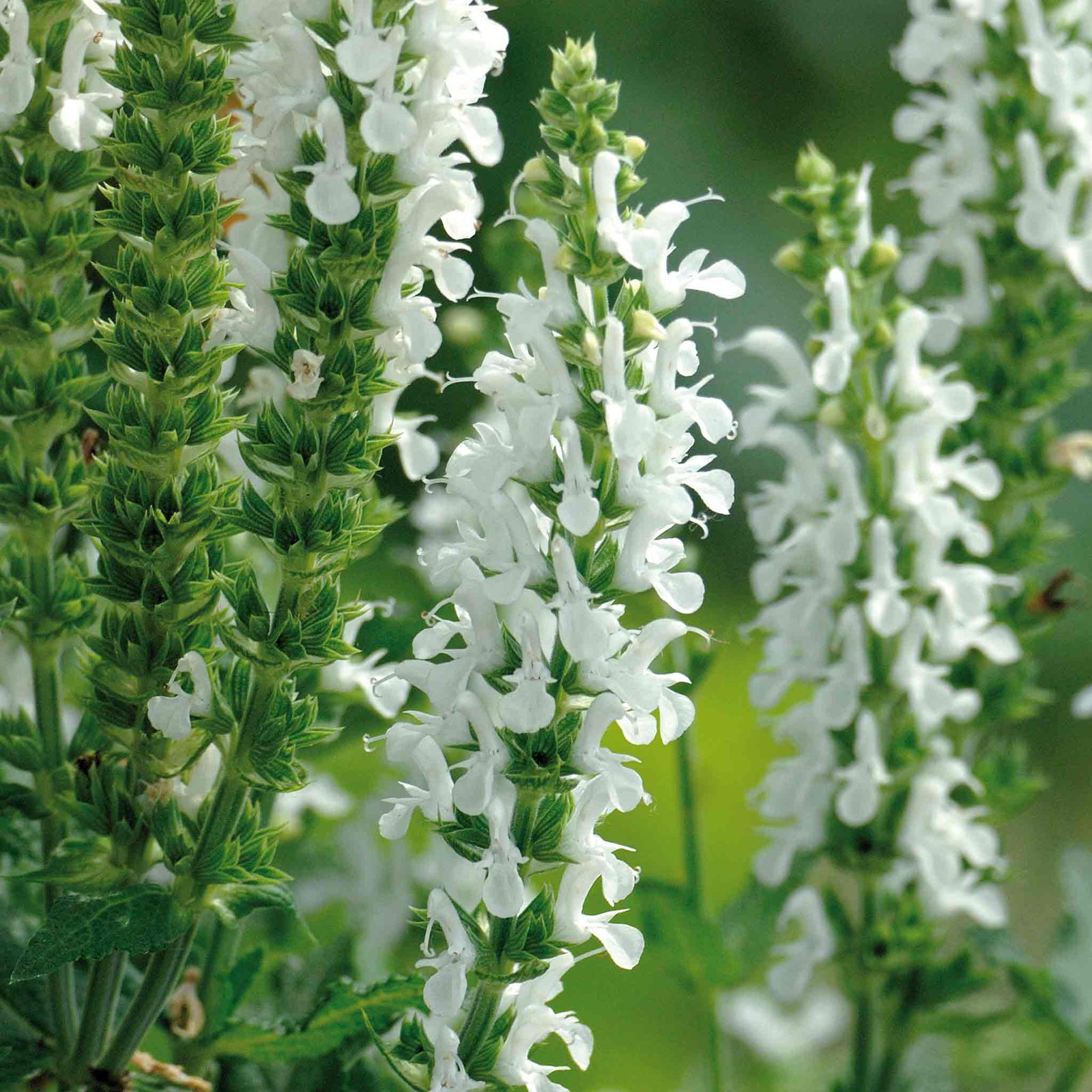 Salvia 'lyrical White' - Compact Hardy Perennial With Pure White Spikes | 3 Plug Plants