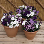 Petunia Frenzy Grand Rapids Garden Ready Plants - Purple & White Blooms All Summer Long | 24 x Garden Ready Plants