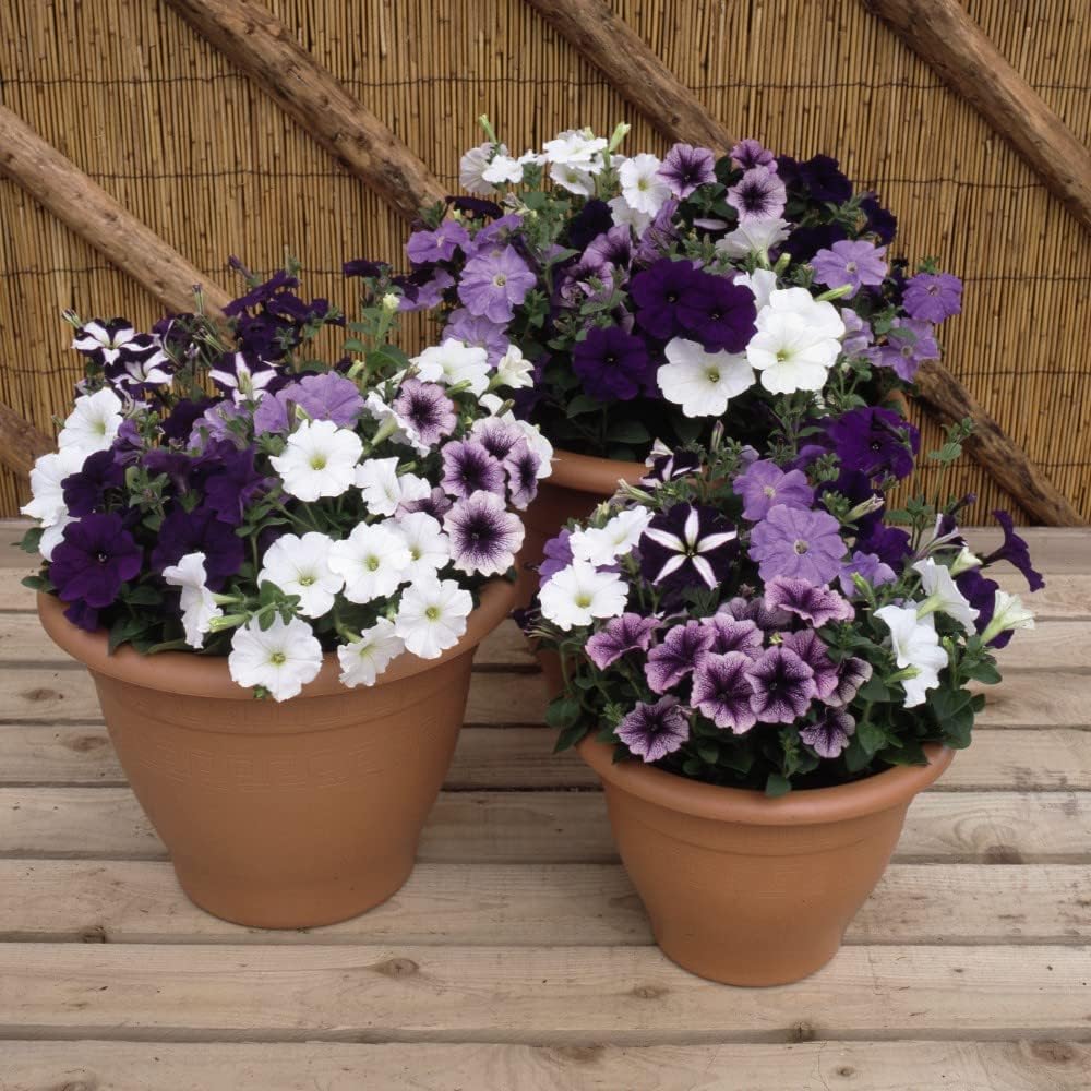 Petunia Frenzy Grand Rapids Garden Ready Plants - Purple & White Blooms All Summer Long | 24 x Garden Ready Plants