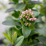 Escallonia Leavis 'pink Elle' - Compact Evergreen Shrub | 1 x 9cm | Green & Pink