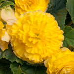 Begonia 'majestic Yellow' - Large Yellow Bedding Plant | 12 x Plug Plants | Yellow