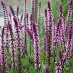 Salvia Plant Caradonna 'pink Inspiration' 70cm | 1 x 2L | Pink
