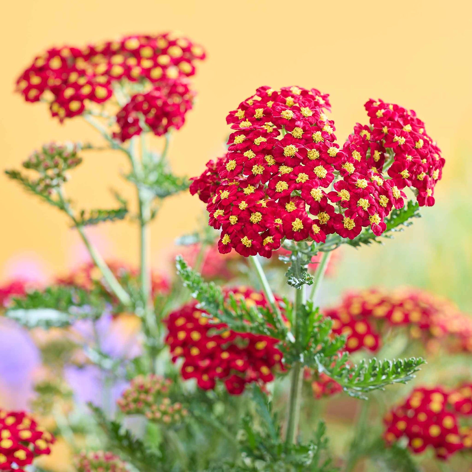 Yarrow 'colour Burst Red' (achillea Millefolium) | 6 x Jumbo Plugs | Red